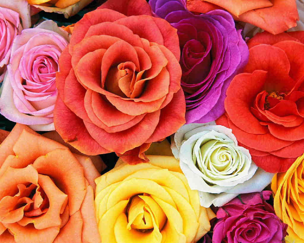 Love_Blooms_Roses_Of_Flowers.jpg