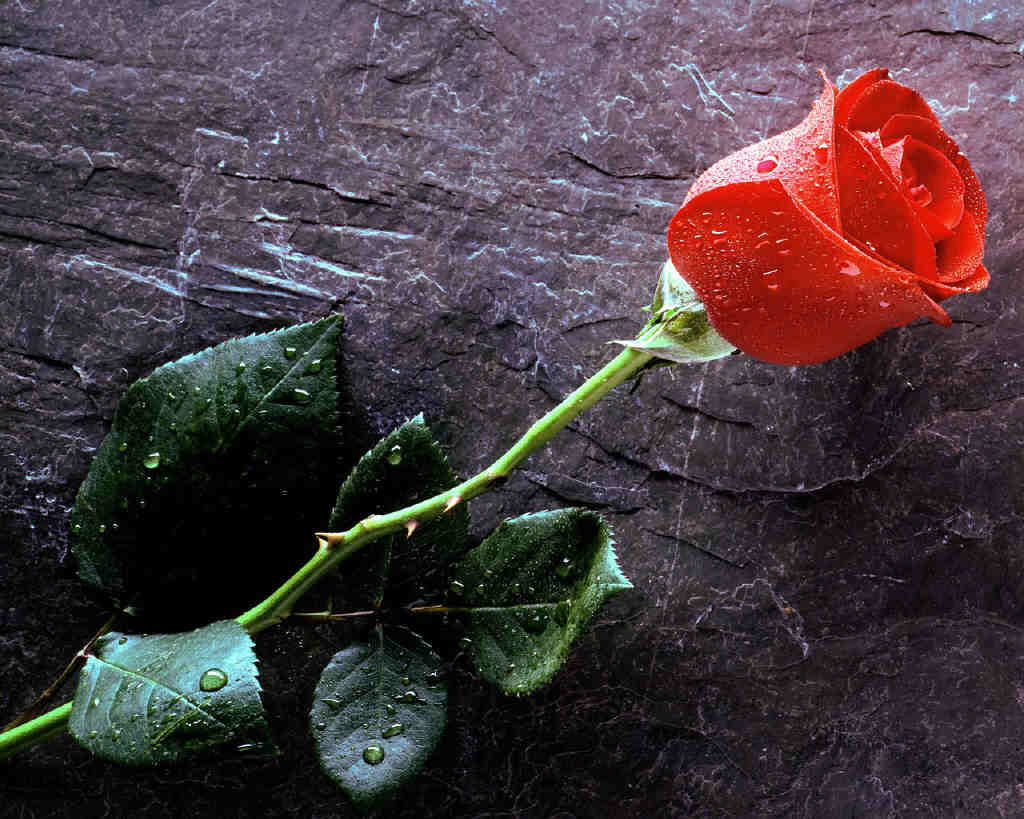 True_Love_red_Rose.jpg