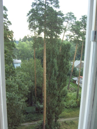 сосны 3.JPG