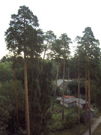 сосны 5.JPG