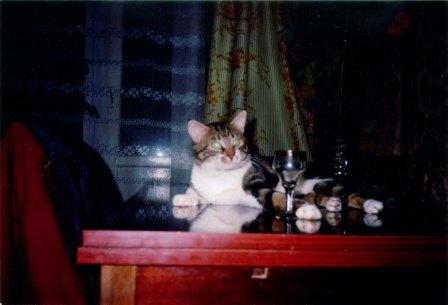 ����� Cat.jpg