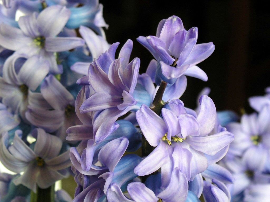 Ajuga_Blue-purple.jpg