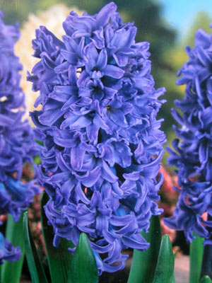 blue.jpg