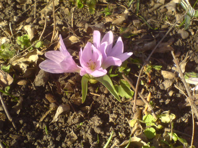 DSC00003.JPG