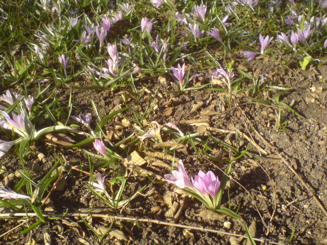 DSC00004.JPG
