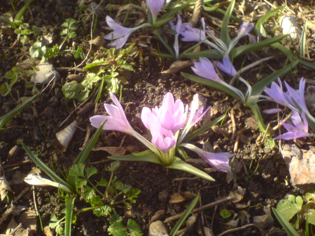 DSC00005.JPG