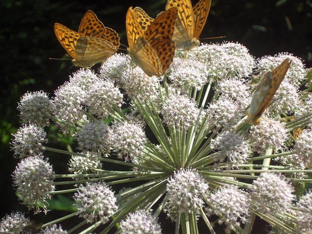 EPSN0267.JPG