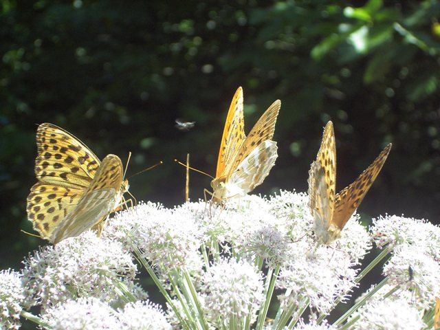 EPSN0283.JPG